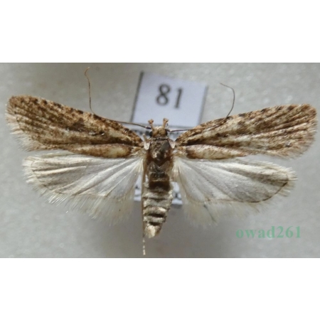 Agonopterix heracliana (Linnaeus, 1758) Czech81
